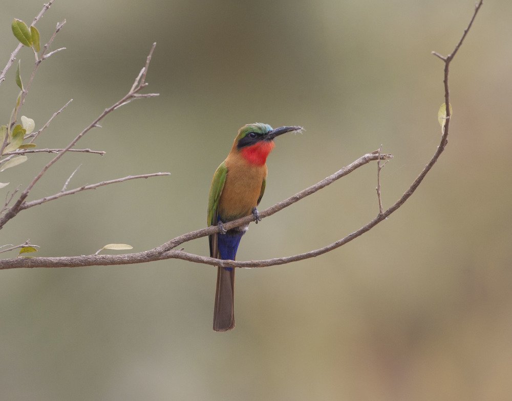 Фотография автора Oskars Smelins