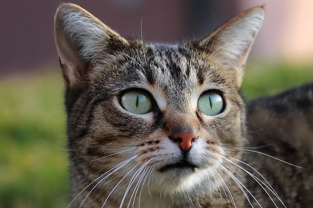 Фотография автора Razgulyaev Aleksandr