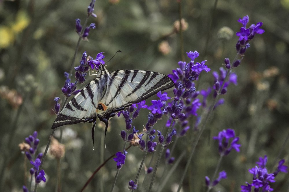 Бабочка и лаванда.
