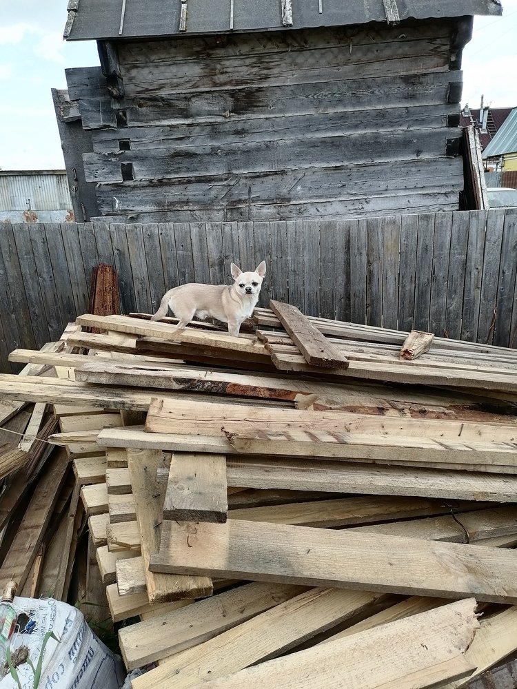 Photo #5293751