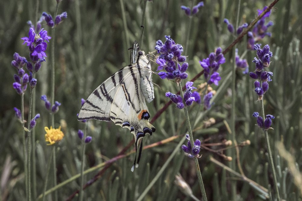 Подалирий на лаванде.
