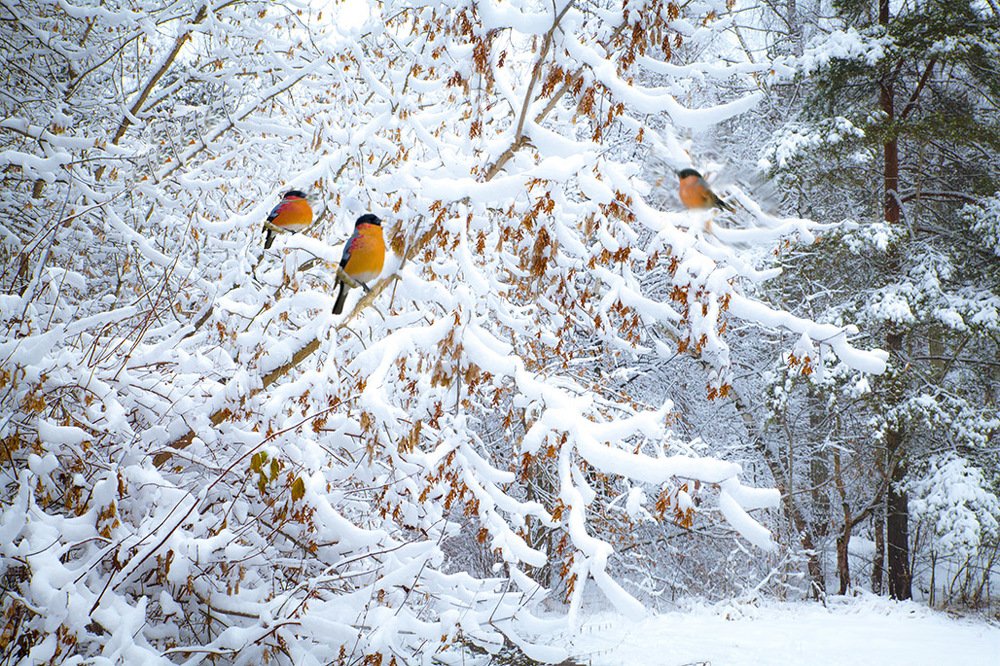 Зимние яблоки