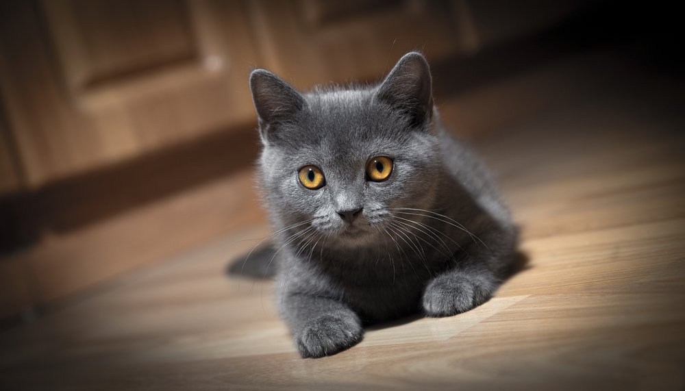 Photograph by Radim Zoun