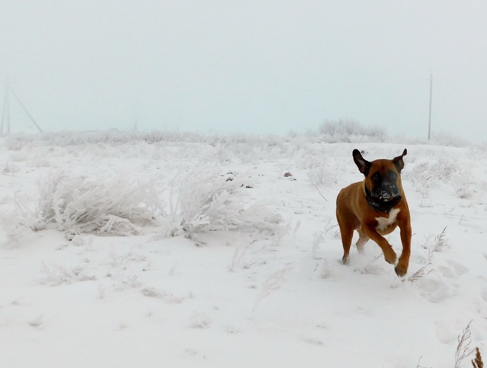 Photograph by Сергей Чеченов