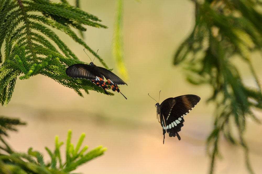 Фотография автора Grace Rani