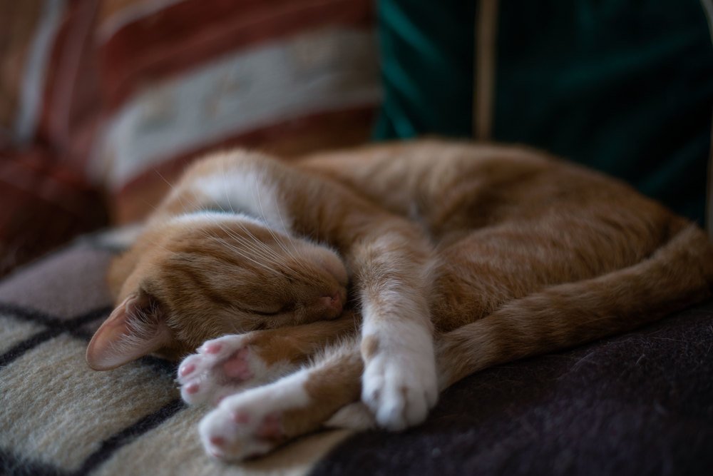 Photograph by Марина Зборацкая