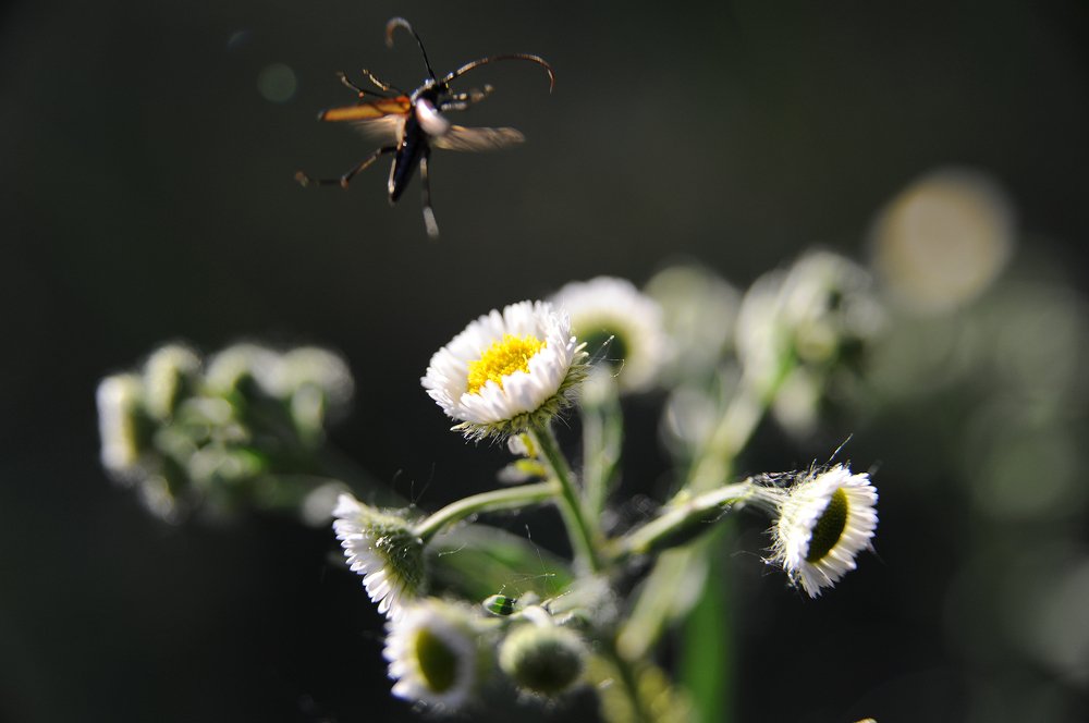 Посадку давай!