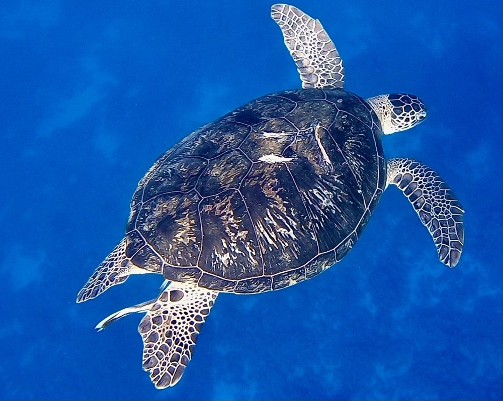 Зелёная черепашка