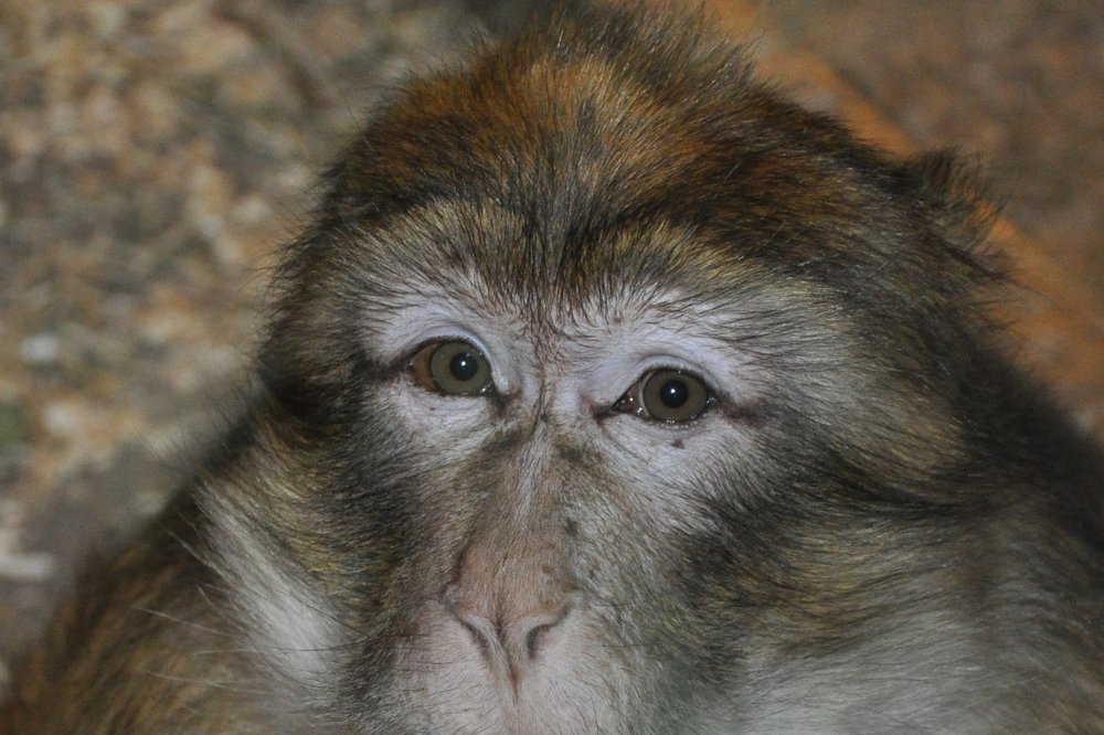 Здравствуй потомок !