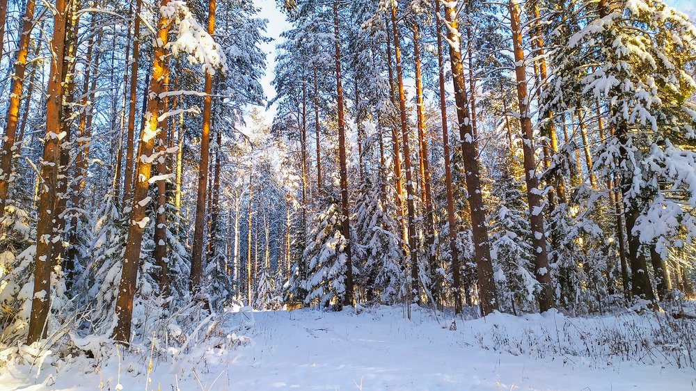 Первые зимние дни