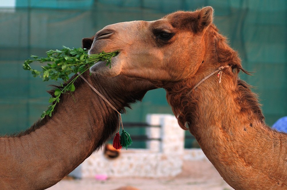 Photograph by Сергей Сережников