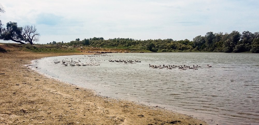 Деревенский пруд