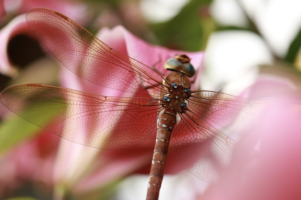 Photograph by Евгения Гудкова