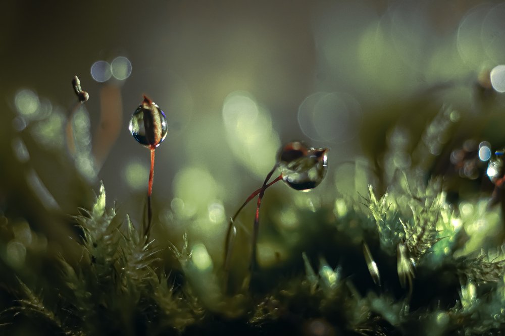 Photograph by Ольга Воронова