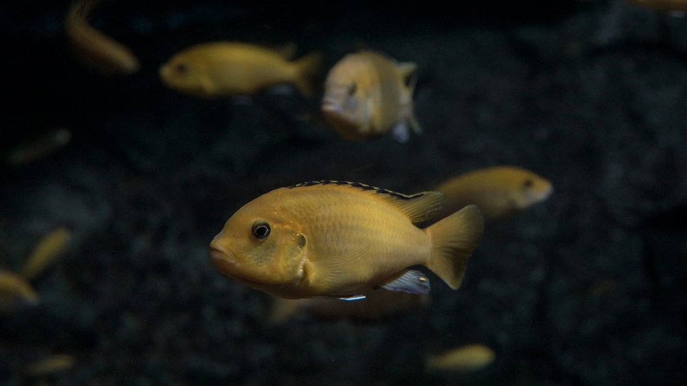 Photograph by Kirill Savinov