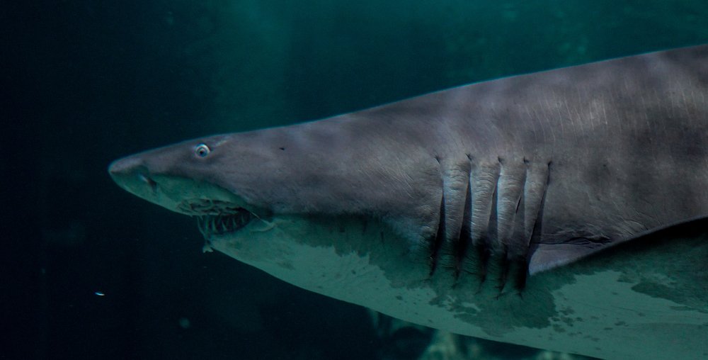 Photograph by Kirill Savinov