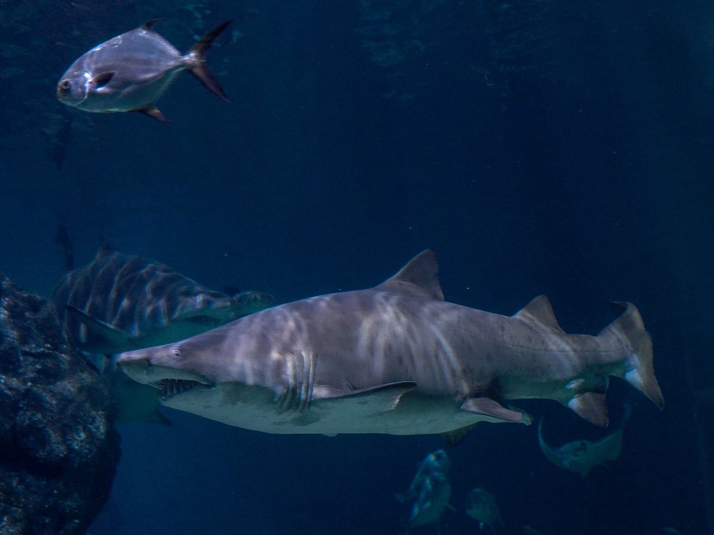 Photograph by Kirill Savinov