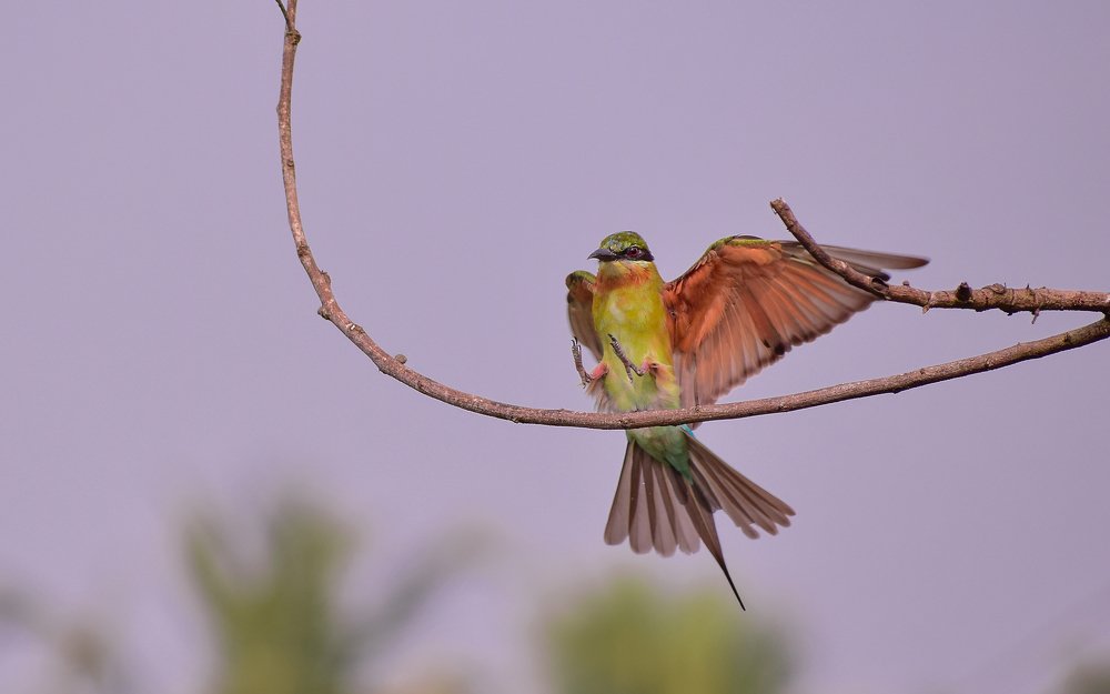 Фотография автора abhilash a k