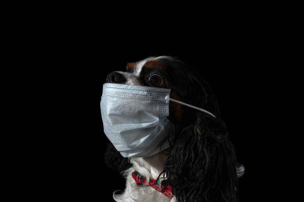 Cavalier king Charles Spaniel. Safety first!