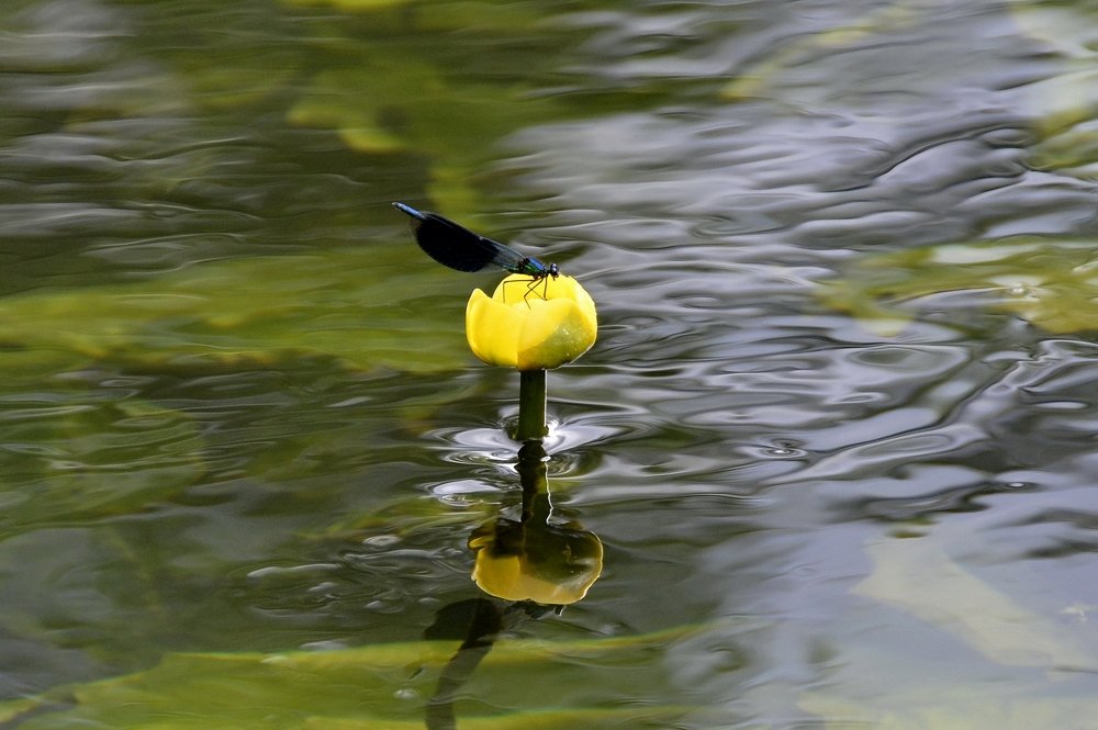 Photograph by Николай Соколовский