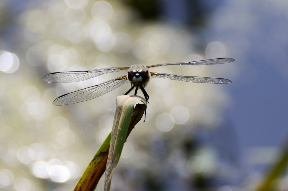 Photograph by Николай Соколовский