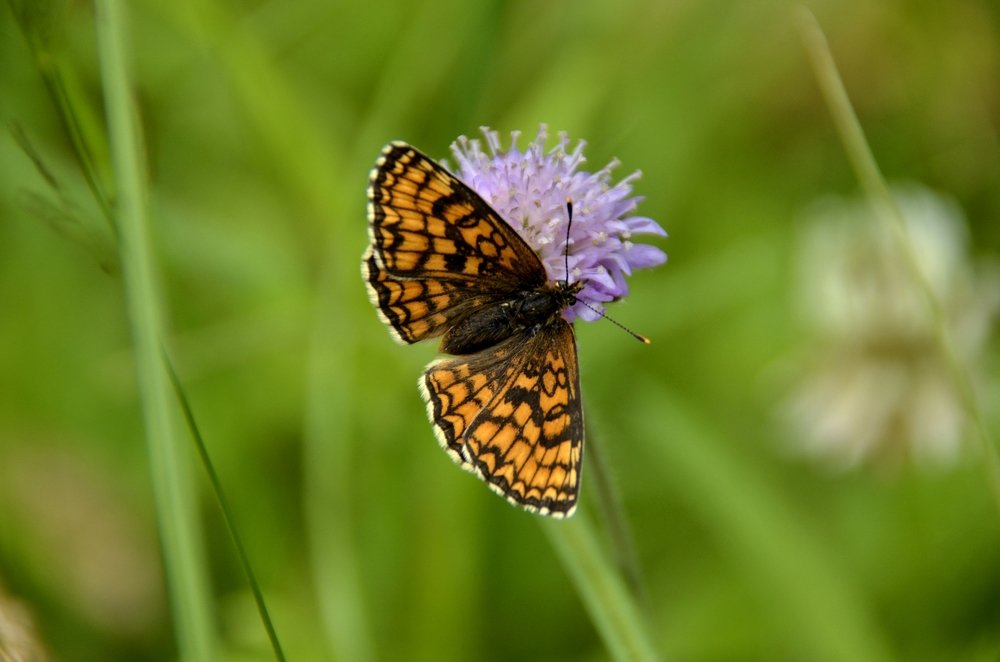 Photograph by Николай Соколовский