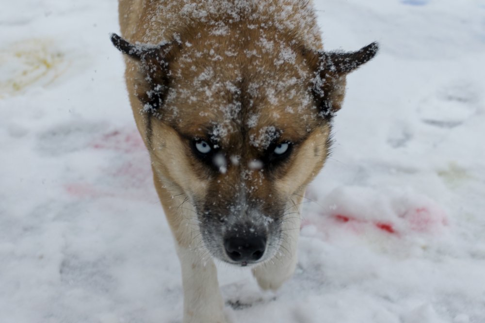 Photograph by Александра Лукашевич
