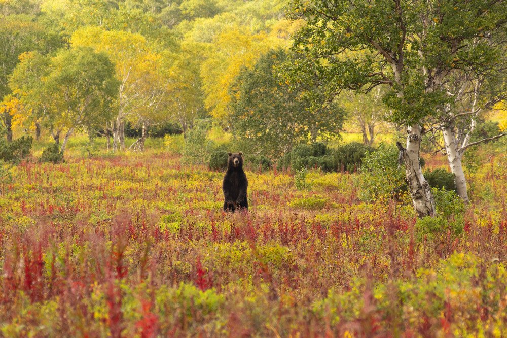 Нежданная встреча