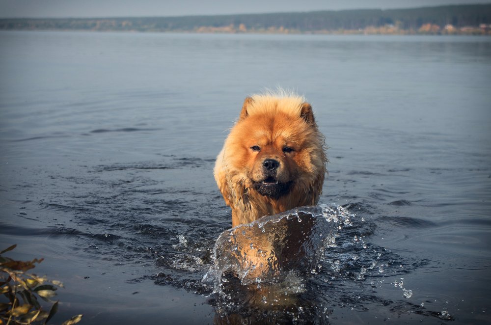 Photograph by Oksana Kolovskaya