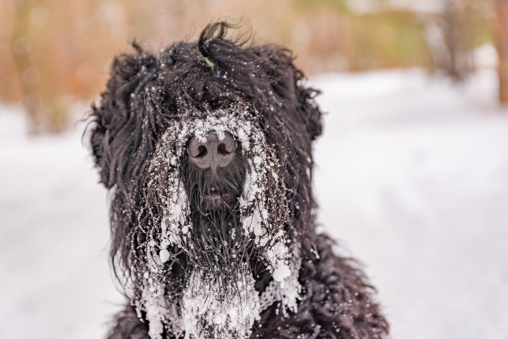 Photograph by Oksana Kolovskaya