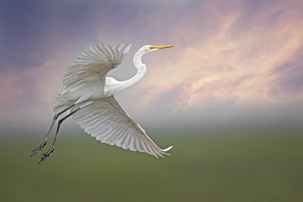 Фотография автора BISWAJIT MUKHERJEE