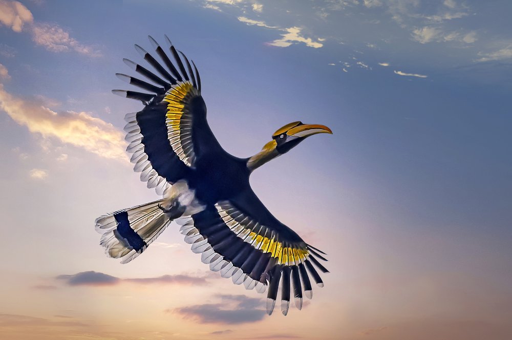 Фотография автора BISWAJIT MUKHERJEE