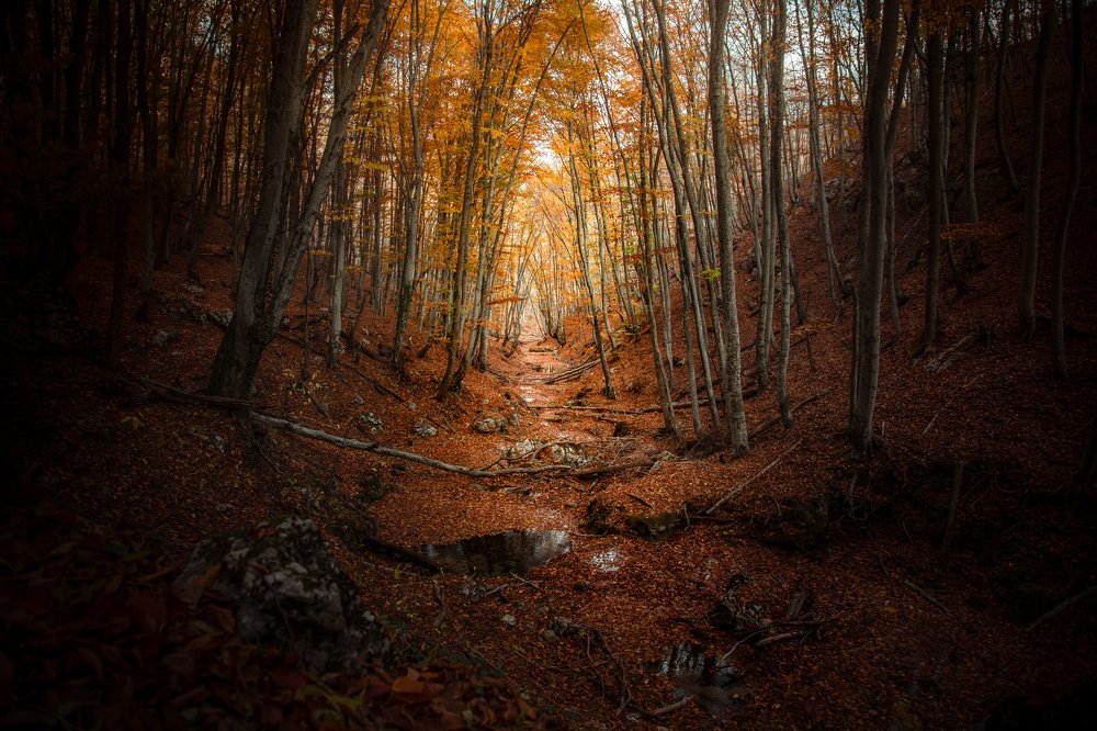 Photograph by Денис Бардась