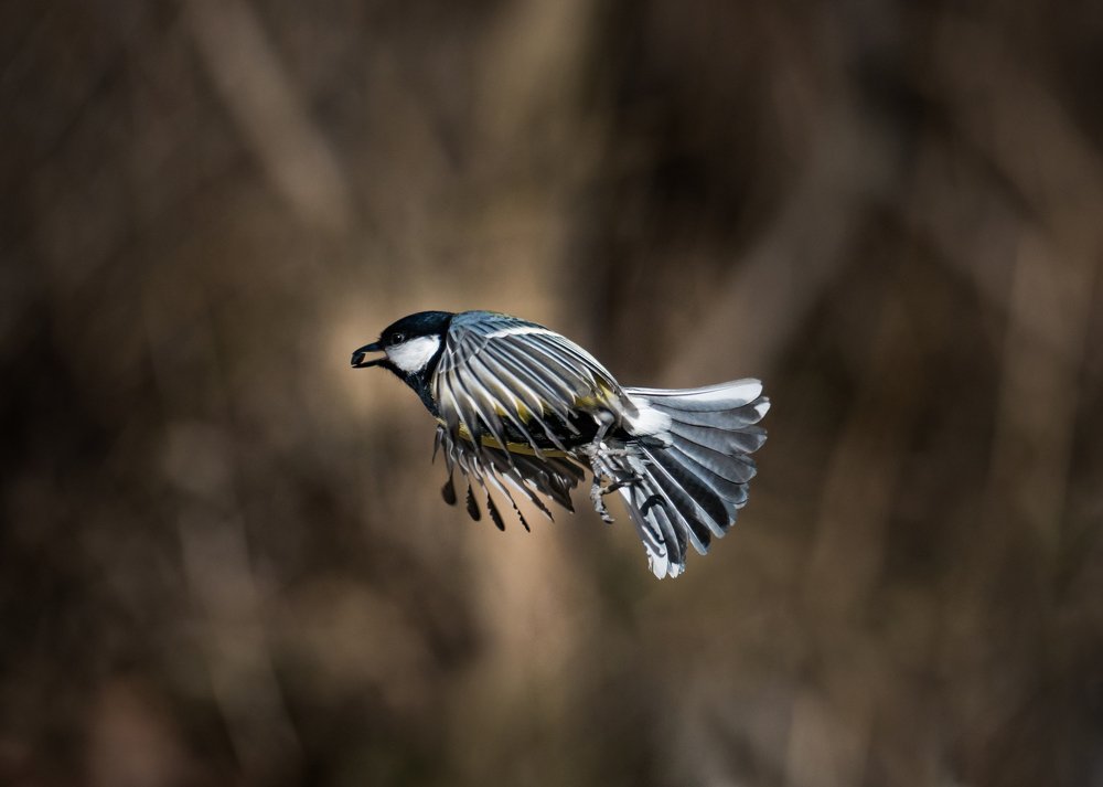 Фотография автора Олесь Парицкий