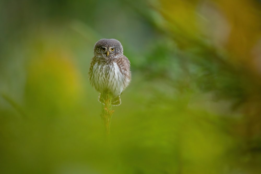 Photograph by Rok Štirn