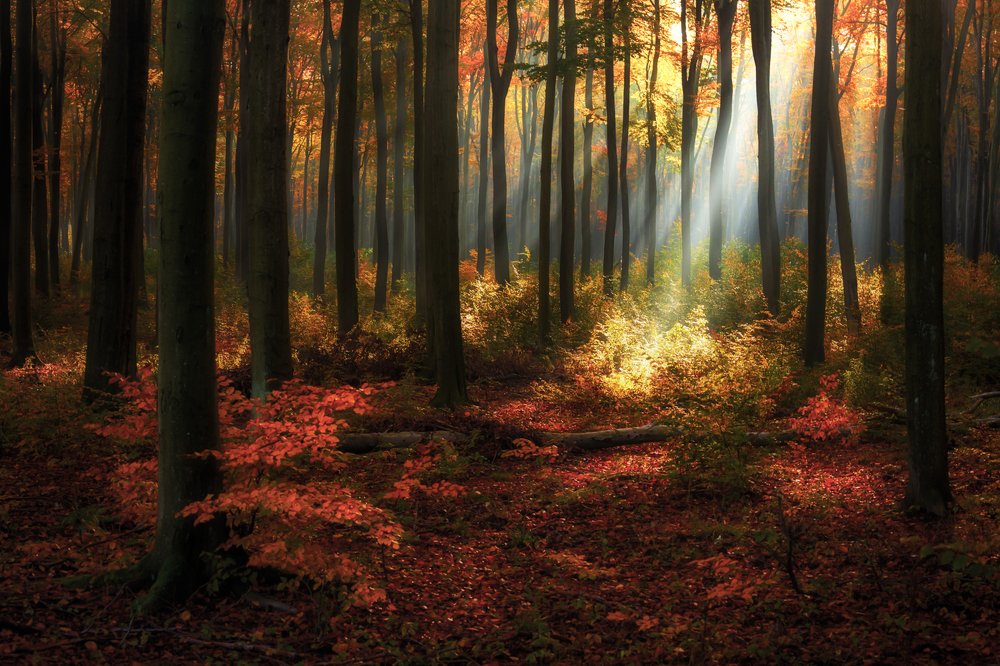 Photograph by Figat Marcin