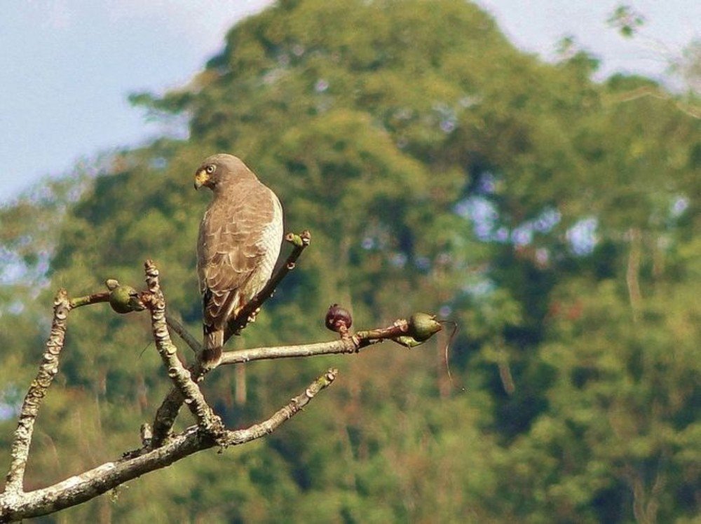 Photograph by Mauricio Brasilli