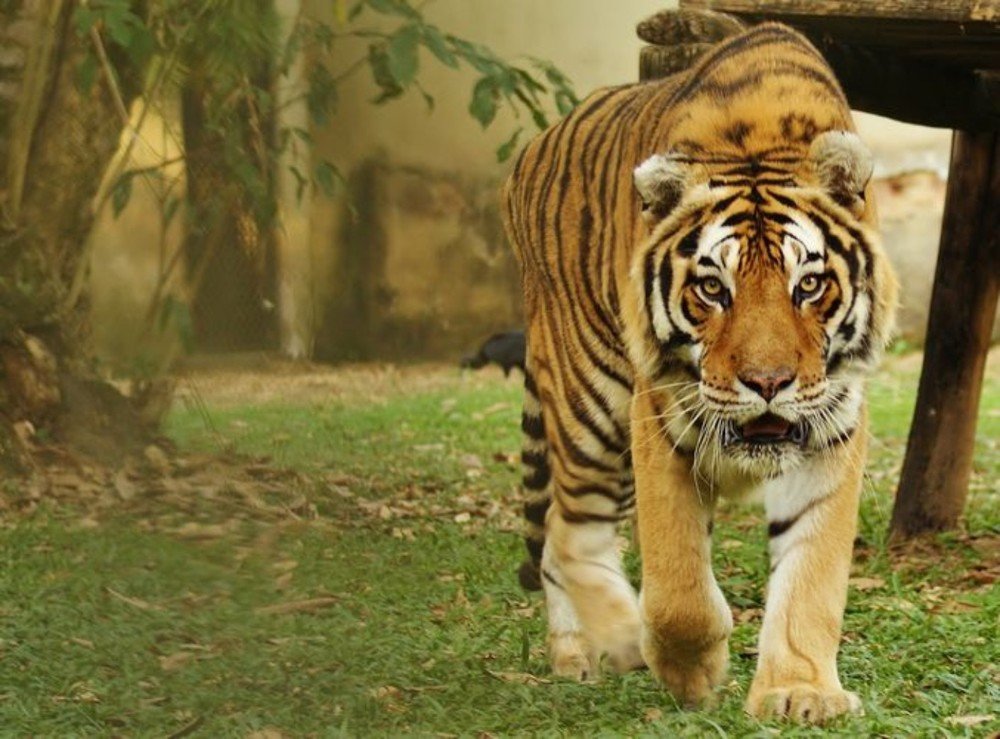 Photograph by Mauricio Brasilli