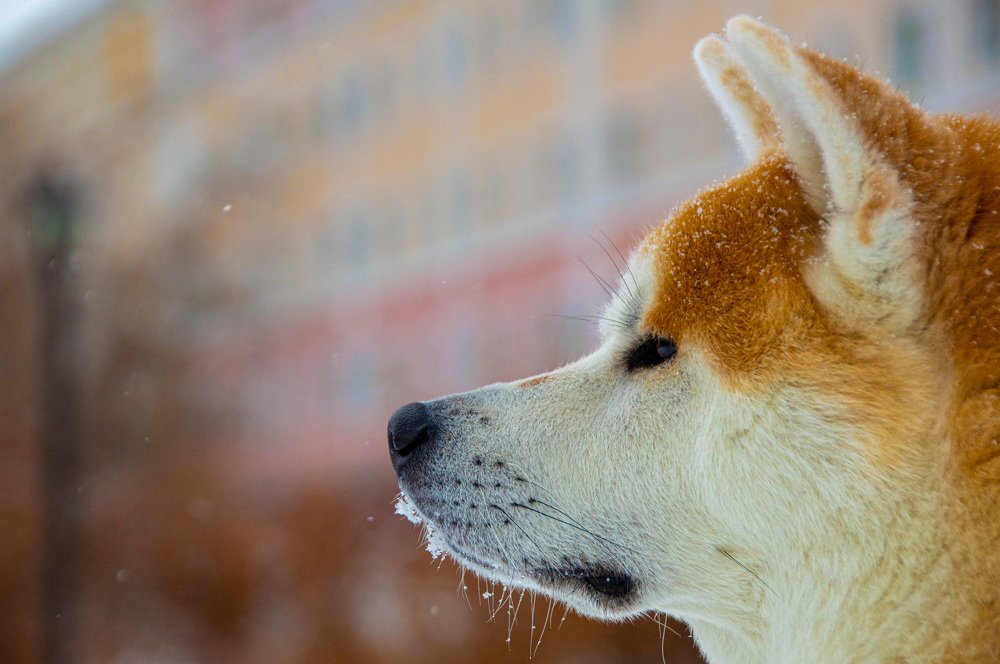 Фотография автора Александр Ши