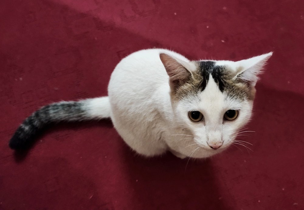 Kiki