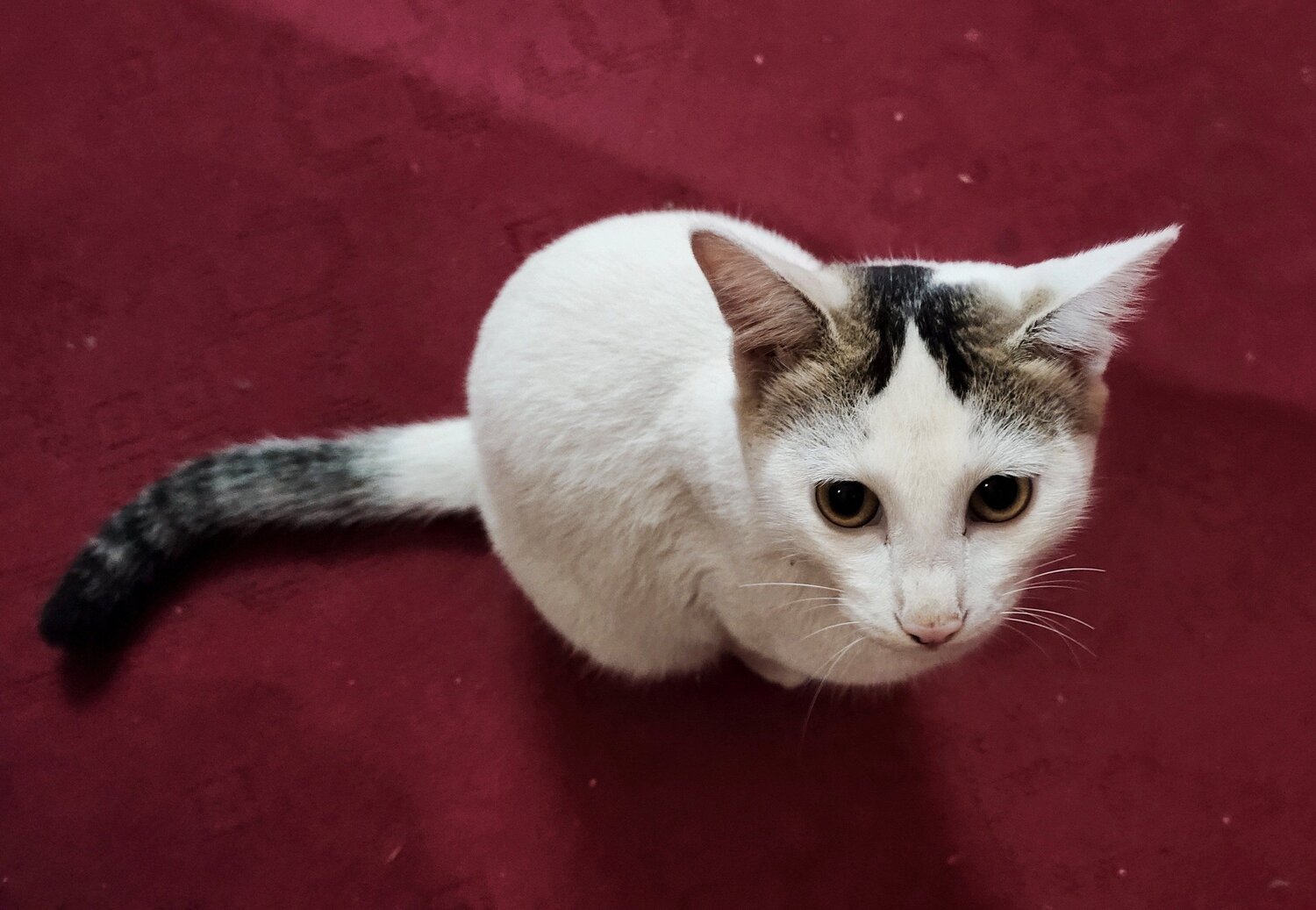 Kiki
