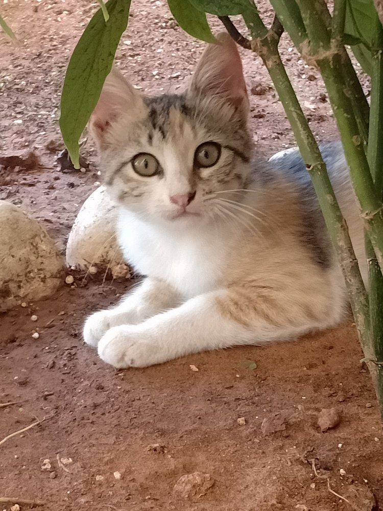 Thalia the cat