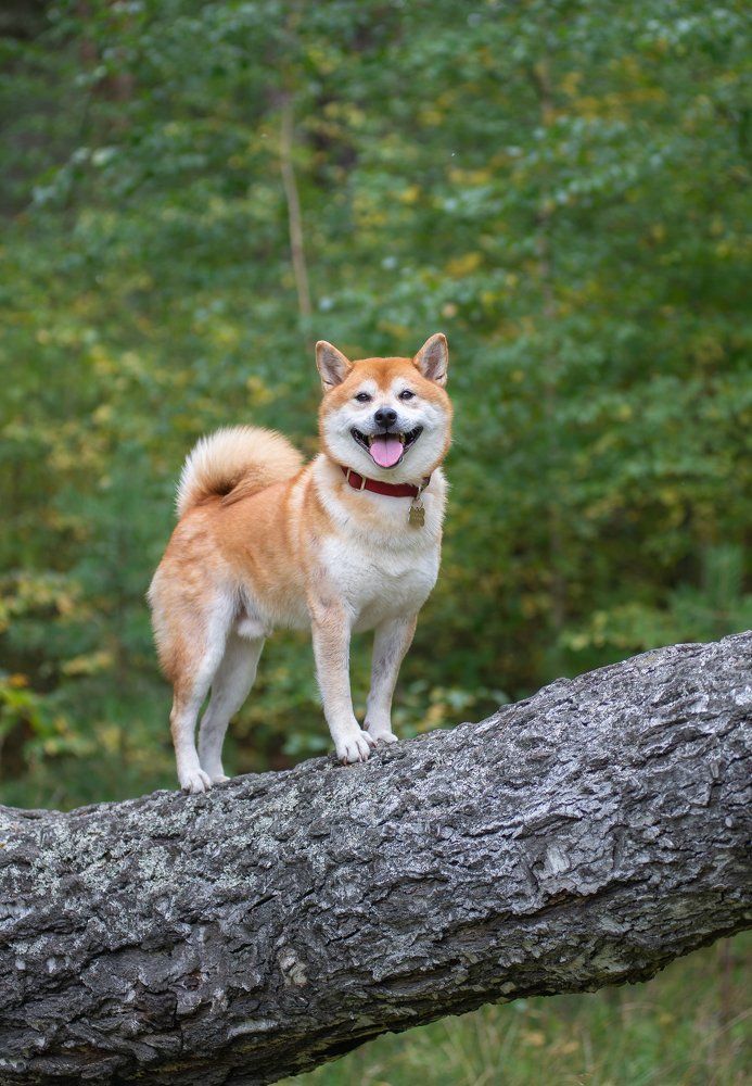 Photograph by Инна Макеева