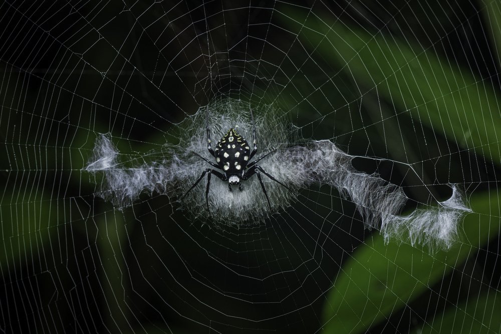 Photograph by Ng Max