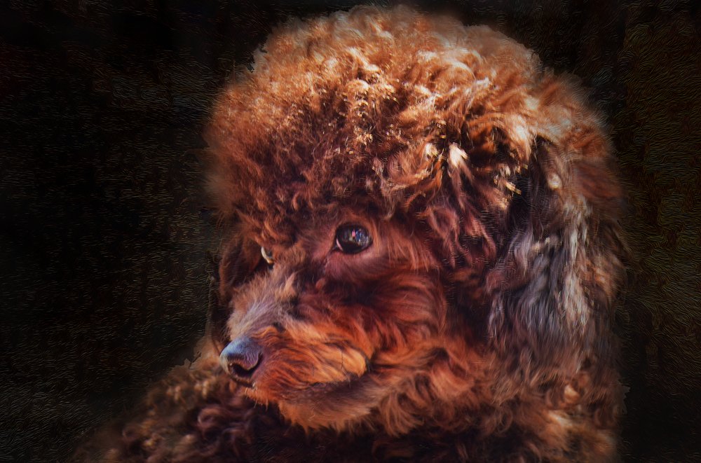 Photograph by Vy Van Bui