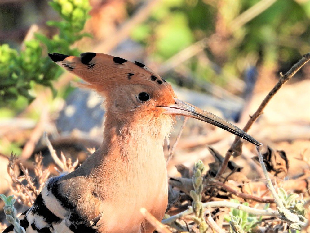 A hoopoe bird
