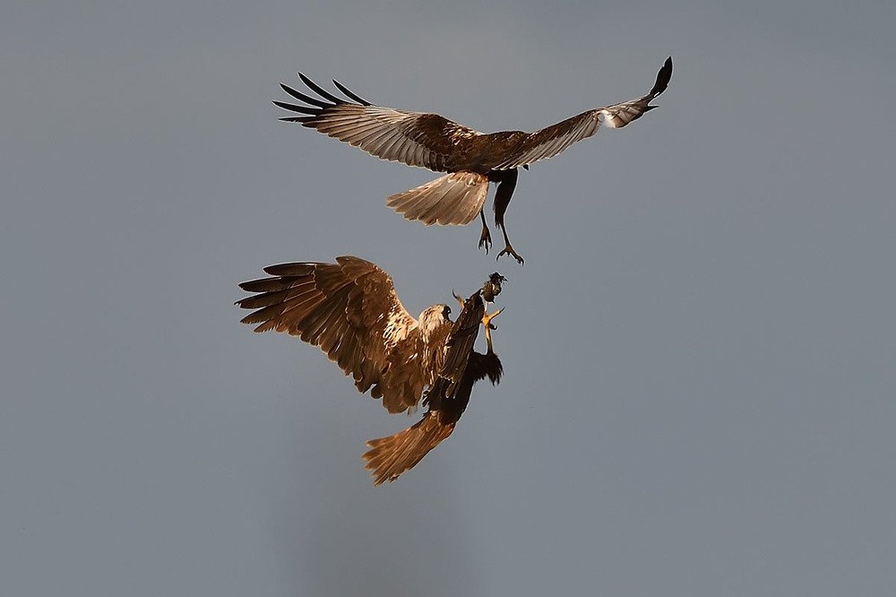 Photograph by Вячеслав Ладанов