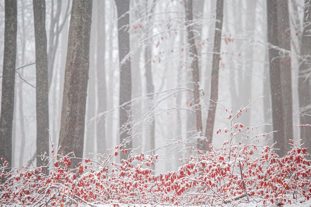 Photograph by Dzintra Zvagina