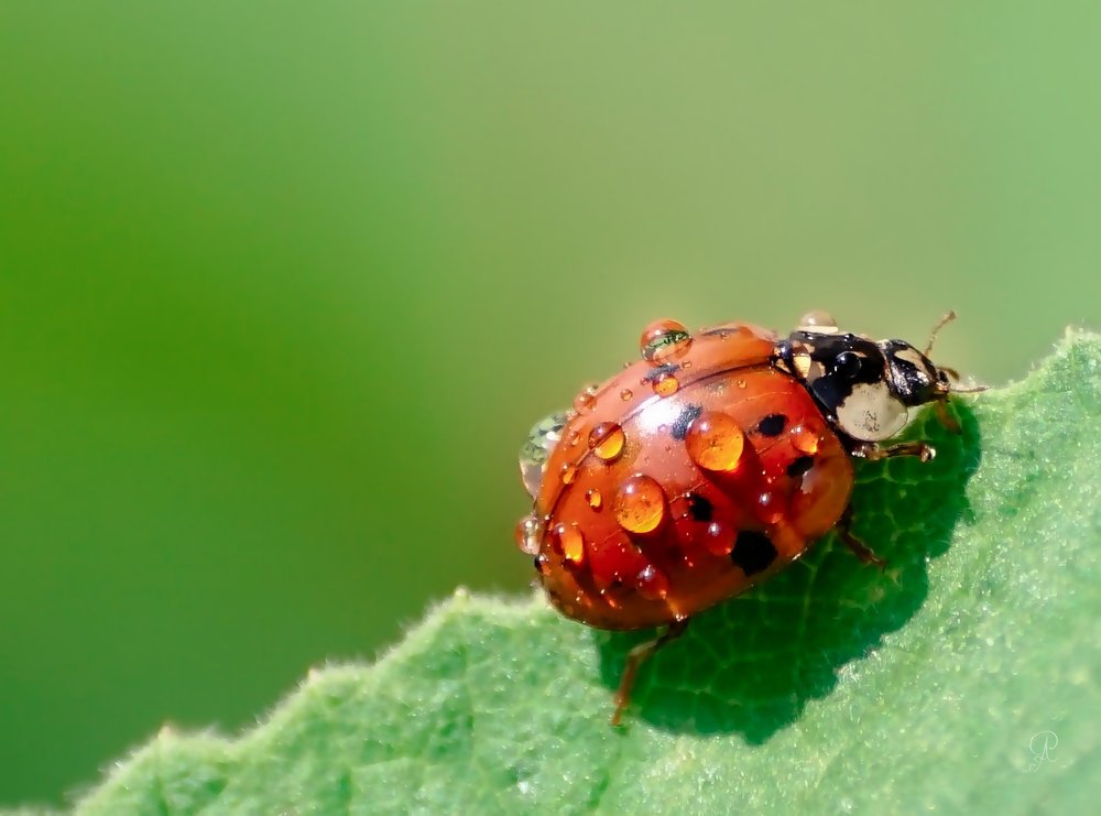 Ladybug!
