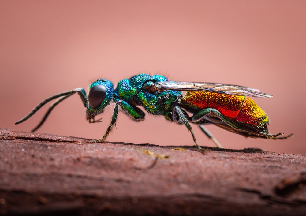 Photograph by Александр Рындин